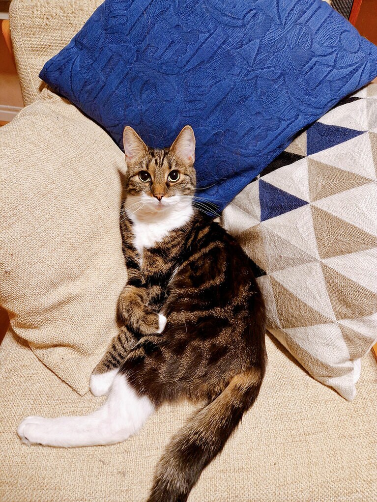 キュリちゃん ♀ 3歳。3年前にノルウェー郊外で生まれて我が家に来てくれたミックス猫ちゃんのキュリちゃんです。とっても美しくてかわいくてコミカルな一面もあわせ持っていて毎日笑顔にしてもらっています。前足をクロスさせるのは典型的なキュリちゃんのリラックスポーズです。