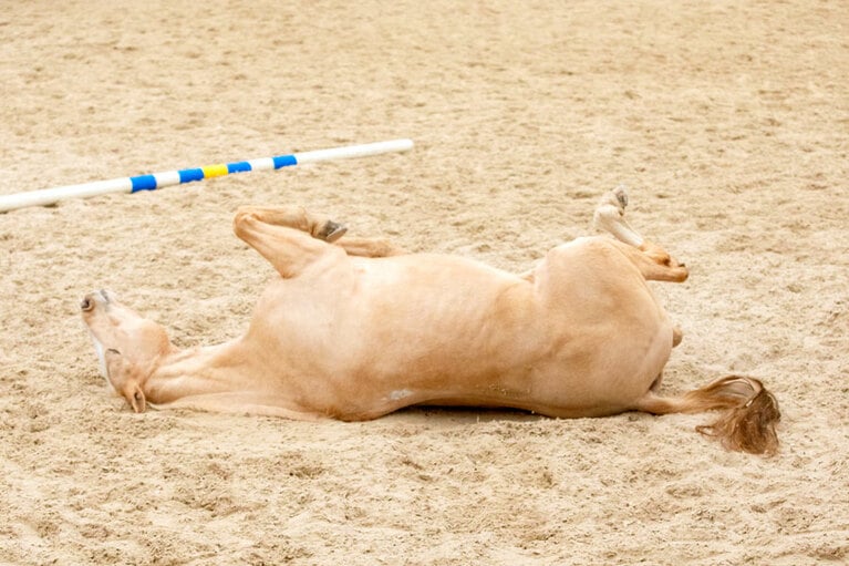 今日は運動したくなーい。
