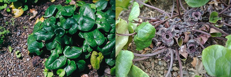 3月下旬から4月頃、土に半ば埋もれるように暗紫色の花を咲かせるタマノカンアオイは、濃い緑色の葉をツヤツヤさせていました。