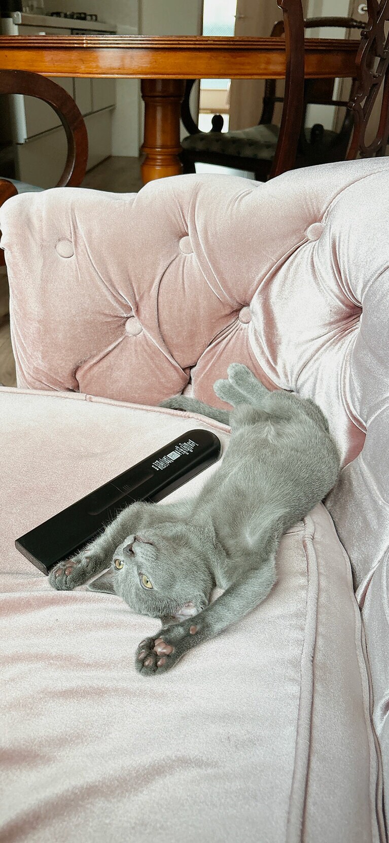 きりん ♂ 6カ月。ひっくり返って人間のように寝ていることが多いです（ひゅーまんさん）