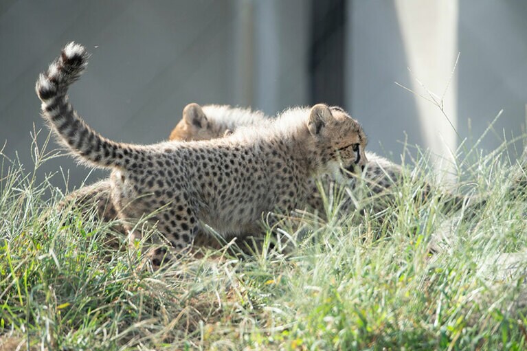 個体によって違うので、識別にも。