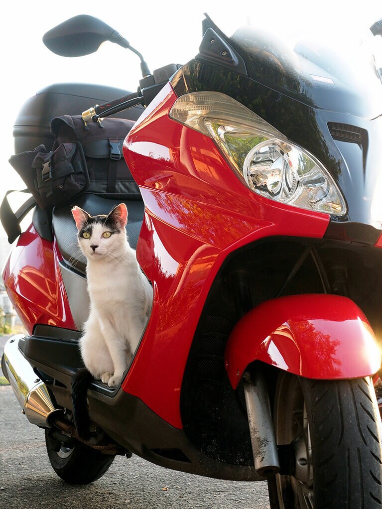 「絶好の『ツーリング日和』なのニャ♪　下僕のヤツ……いつになったら出発するのかニャ？」