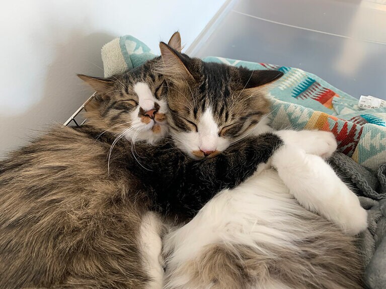 ラグ＆ピト ♂ 8カ月。