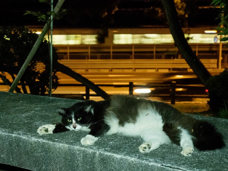 「『夕涼み』しているのニャ！　夜のベンチは冷たくて気持ちイイのニャ♪」