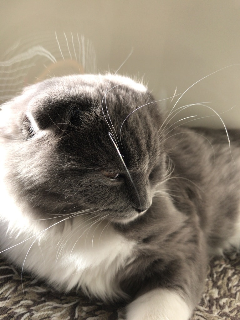 スコッチ ♂ 5カ月頃（現在は9歳）。「冬場の優しい陽射しでキラキラ輝く写真が撮れました」（飼い主さんより）。