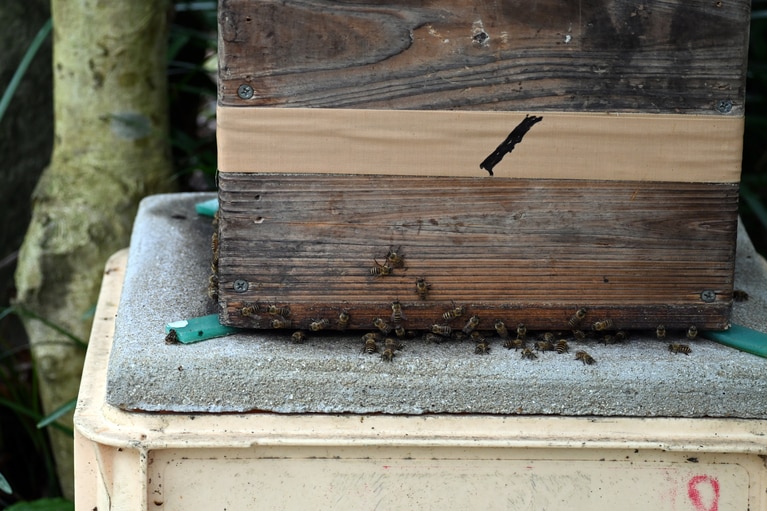 あちこちの花から蜜を集めてくる、丁寧な仕事ぶり⁉　このあとミツバチの進路を妨害したせいか、プチッと頬を刺され、1カ月腫れが引かず……。