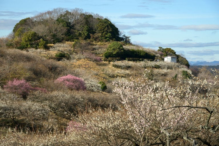 《早春の絶景散歩》紅白の梅の先には瀬戸内海、園内には古墳も！西日本随一の梅の名所「綾部山梅林」へ【兵庫県】