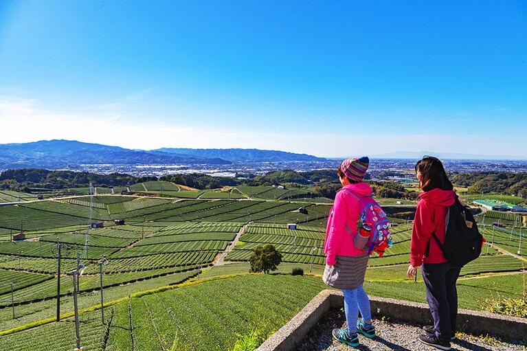 【福岡県】八女中央大茶園。