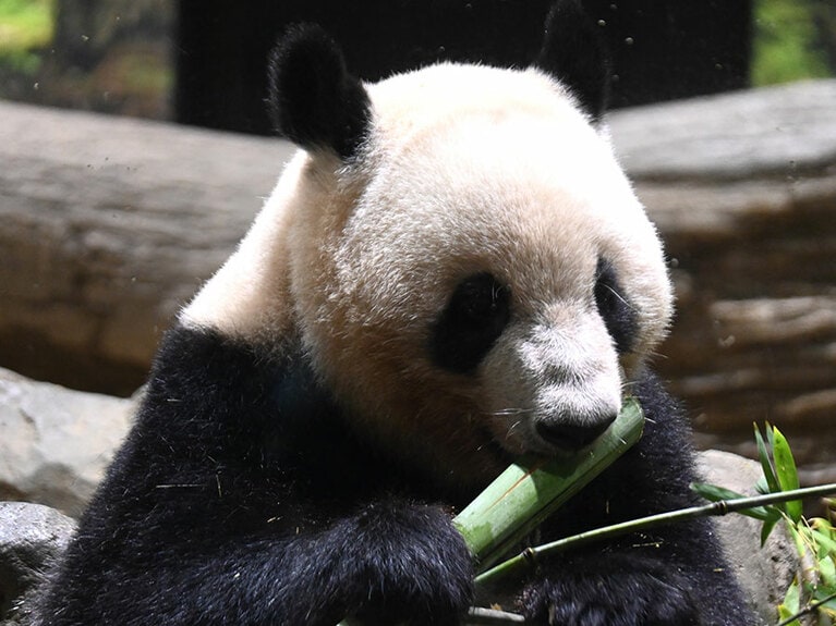 竹を食べるレイレイ。2024年6月20日（木）。