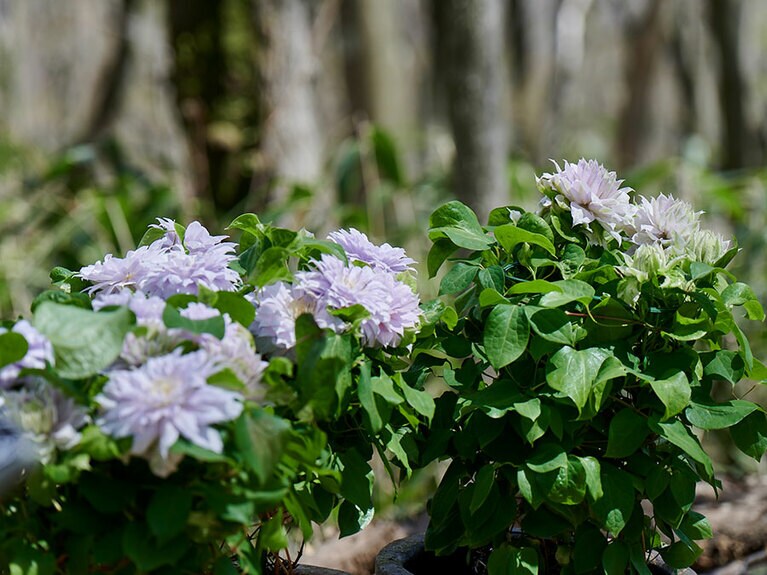 花の色数を抑えることで、作品と箱根の自然が共生する世界に。