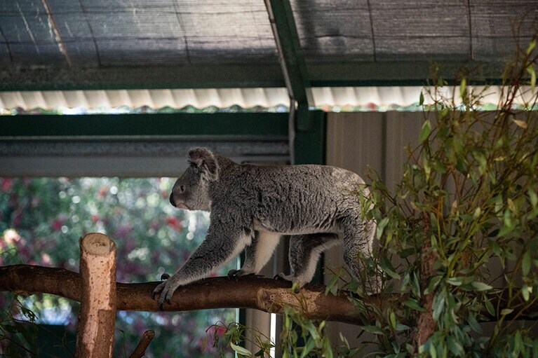 移動するコアラ。