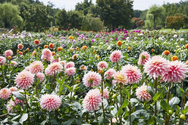 やまがた川西ダリヤ園。