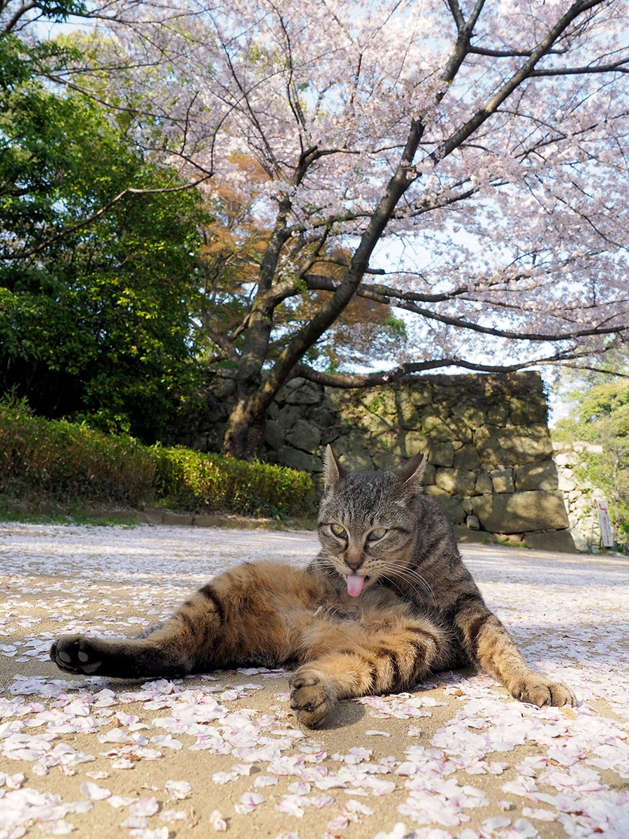 「桜が散ってきたからニャ……『桜の絨毯』の上で優雅に毛繕いしてやるのニャ♪」