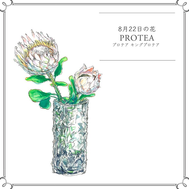 8月22日の花「プロテア キングプロテア」