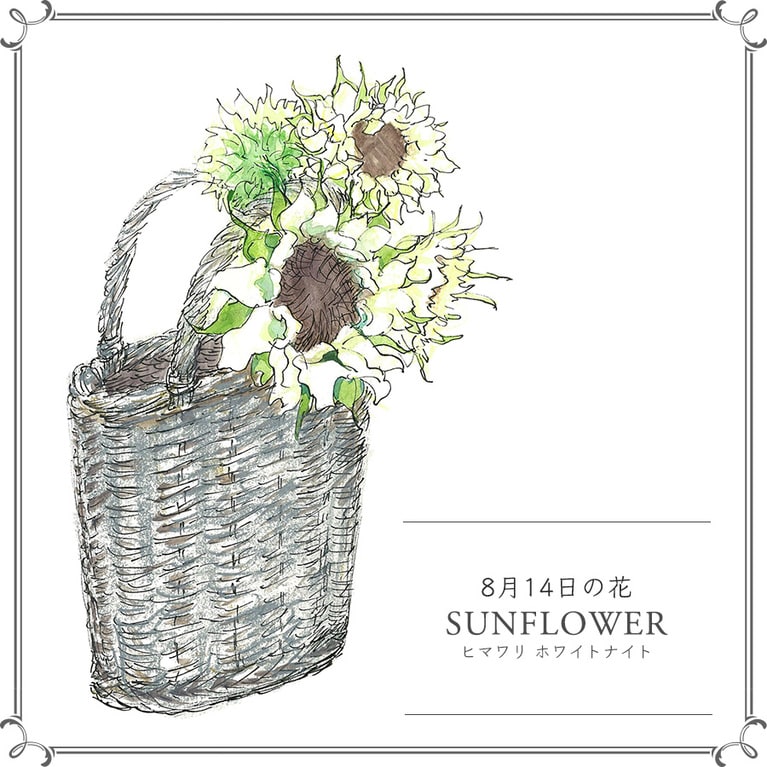 8月14日の花「ヒマワリ ホワイトナイト」