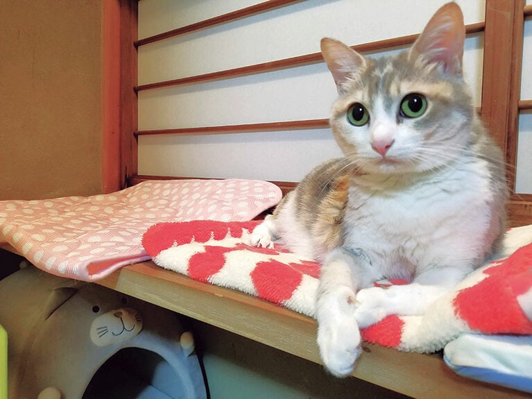 お目々も真ん丸の美猫。