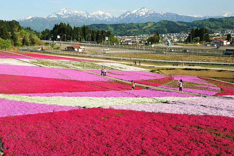 魚沼芝桜まつり。
