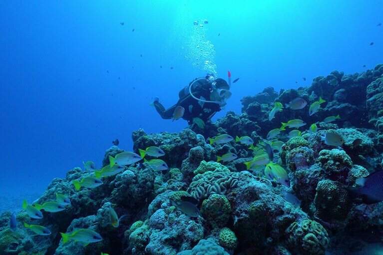 【沖縄県】水中の世界。