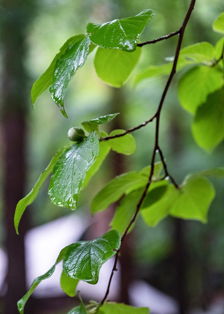 しっとりと濡れた木々の美しさに感動！