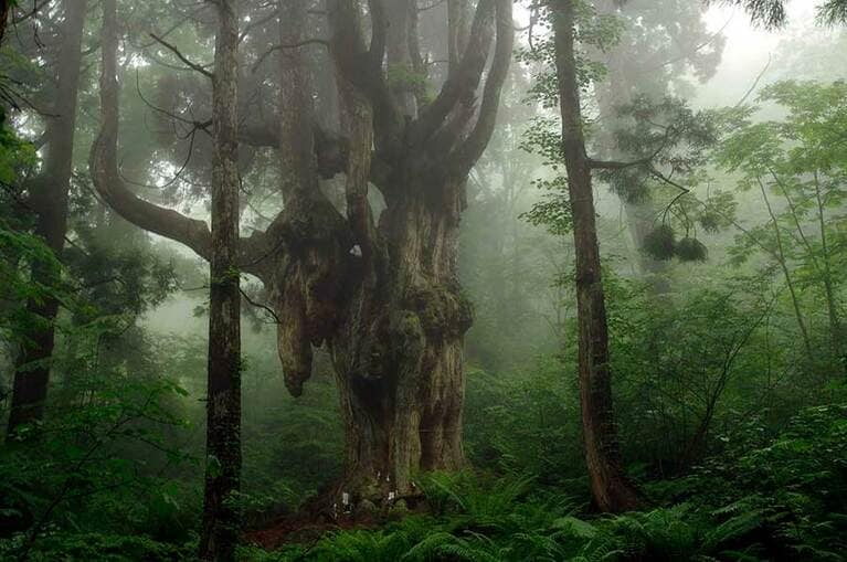 スピリチュアルな気を発している岩倉の乳房杉。
