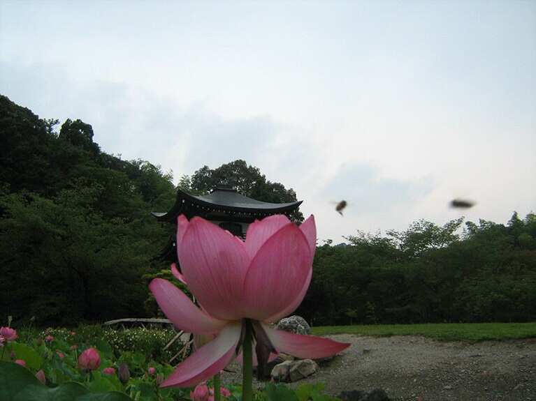 勧修寺のハス。