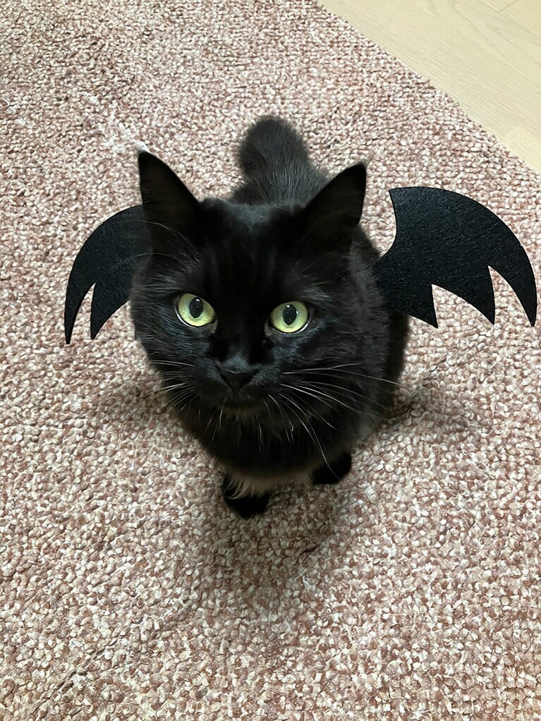 ルナ メス 8歳。ハロウィンの仮装。生きてるの？と言われます（せいちさん）。