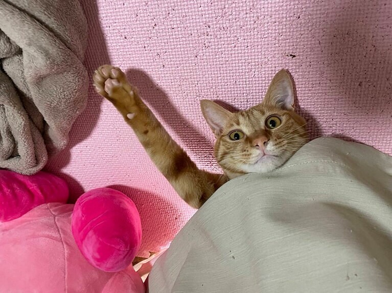 うちの子ベストショット②「おうっっ！」