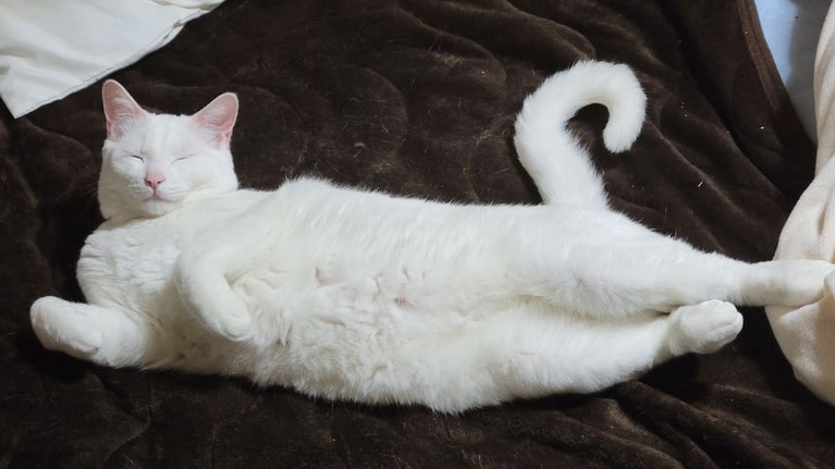 シロ ♂ 5歳。「ツンツンたまにデレ～な子です。普段は主人べったり、わたしにはツンツン、餌のないときだけ、すり寄ってくる、それでも、やっぱりかわいい」（飼い主さんより）。