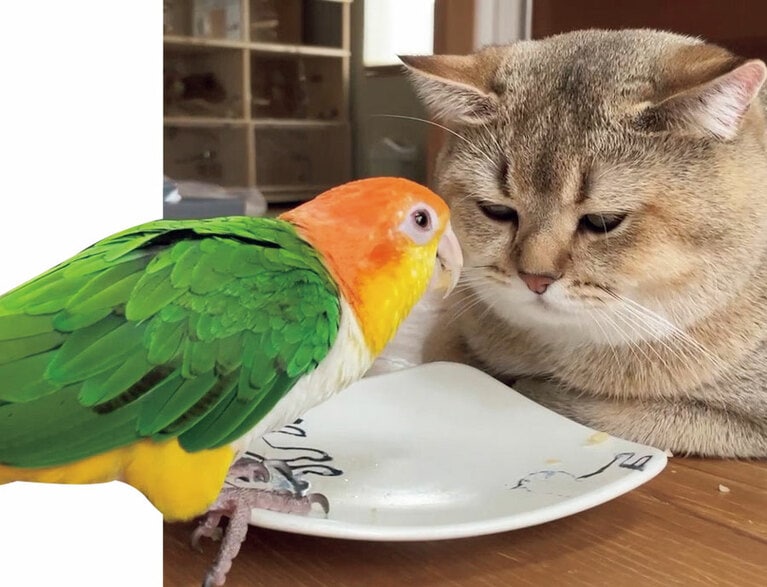 放鳥中はインコたちの天下。