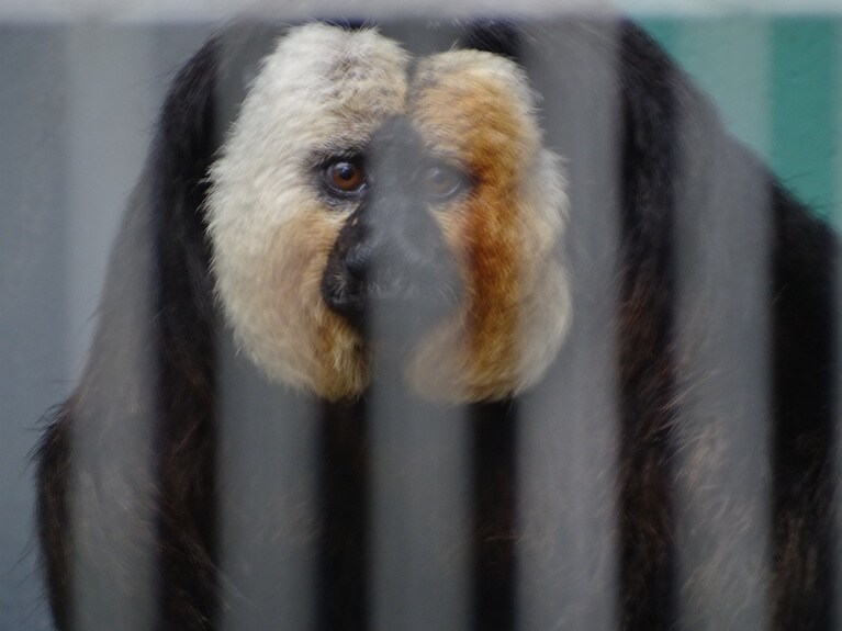 生誕祭当日のモップくん。