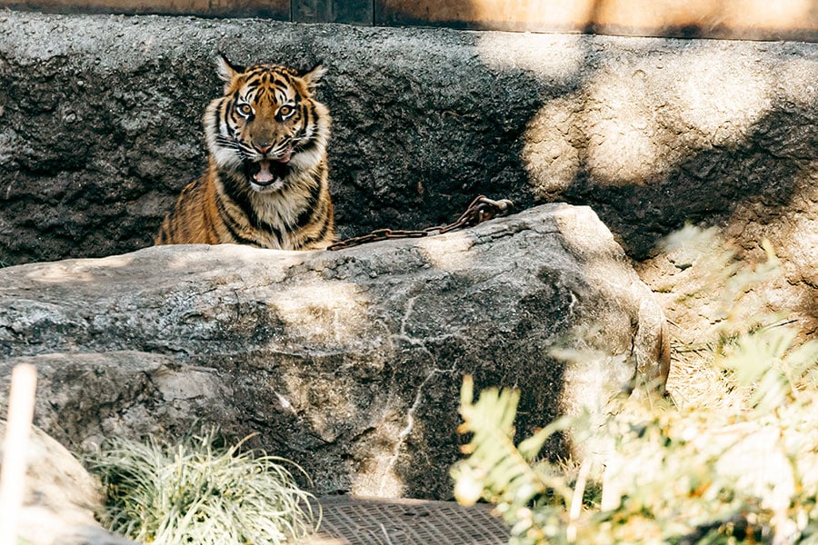 2023年4月に上野動物園で誕生したアサ。