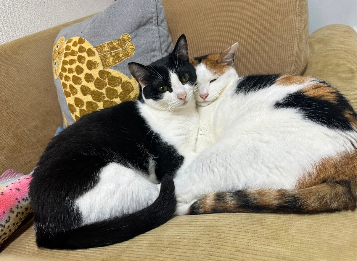 秋山さんの愛猫・キキちゃん（三毛）、ググちゃん（白黒）。