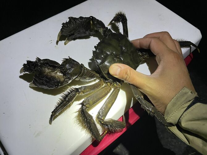 地方名は川ガニやズガニとも呼ばれる