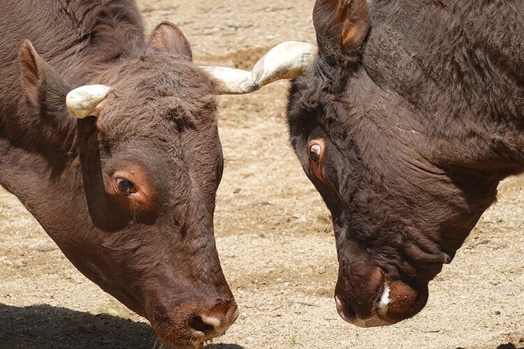 推しのウシこと“推しウシ”が激突！ 巨体がぶつかる「牛の角突き」はほのぼのとした新潟県小千谷の名物 | 白石あづさのパラレル紀行 | 写真 | 16枚目