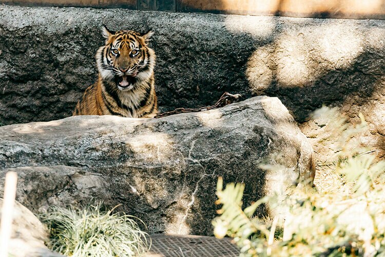 26年ぶりに上野動物園で誕生！ スマトラトラの4頭の子どもたち【写真全