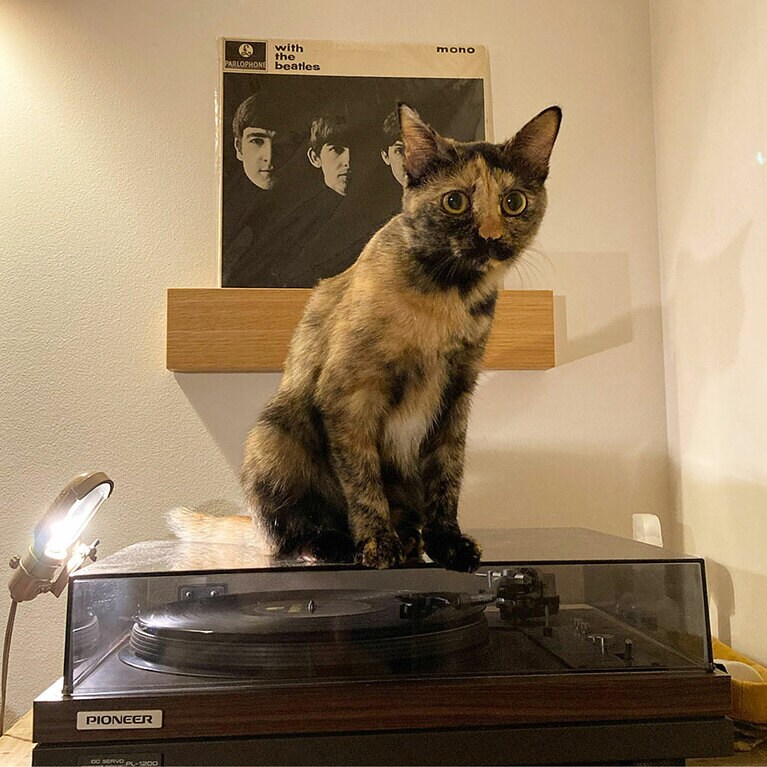 きみ ♀ 1歳。with the beatles with cat（necodaさん）
