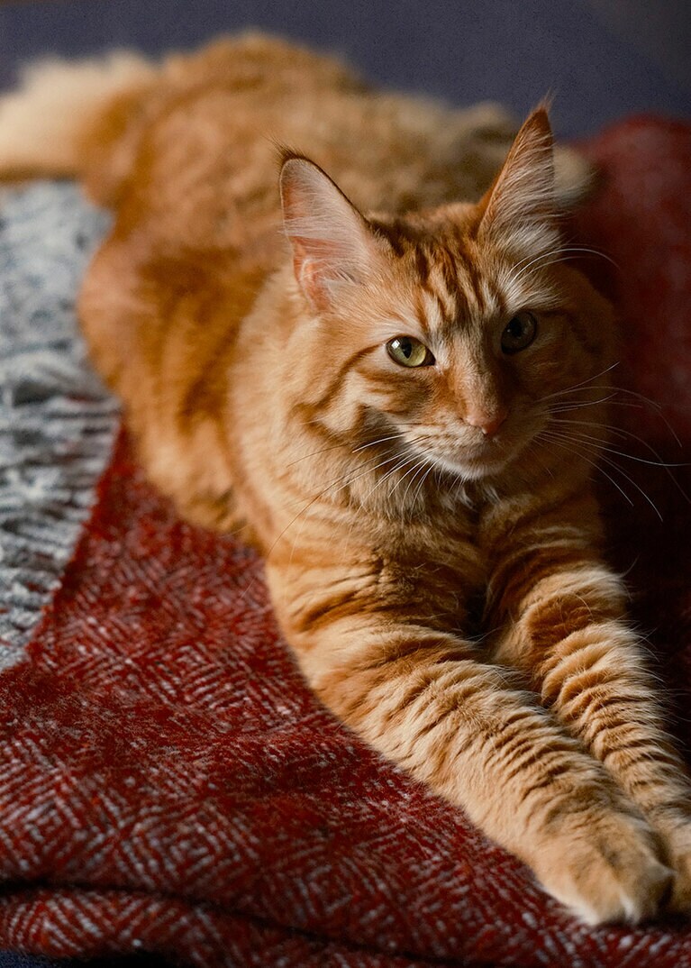 うに ♀ 3歳。ふわふわした茶色の毛並みとゴールドの目がポイント！ トルコの猫、ターキッシュアンゴラの女の子です。赤のブランケットが最近のお気に入り♪