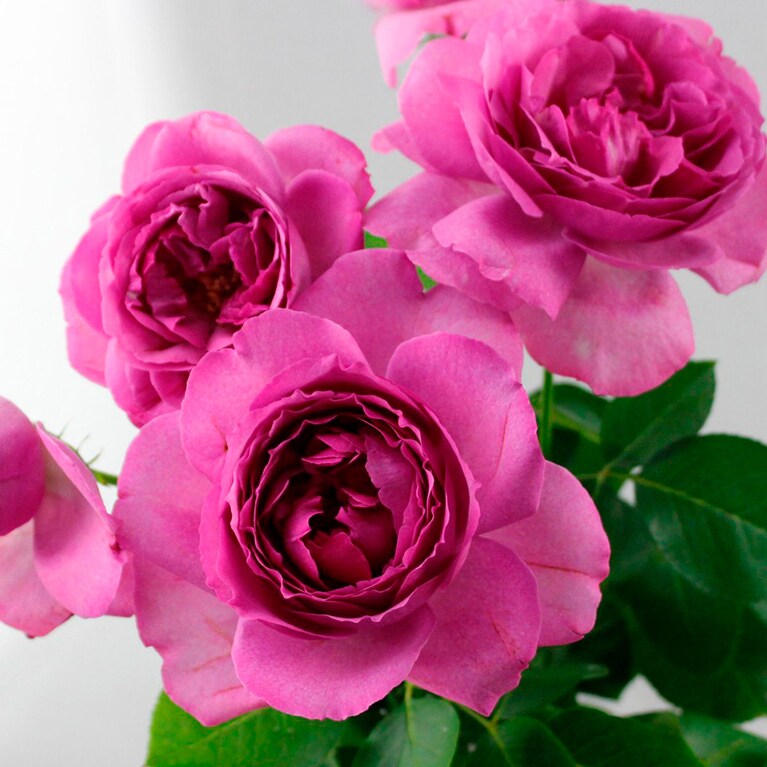 イブピアッチェ。