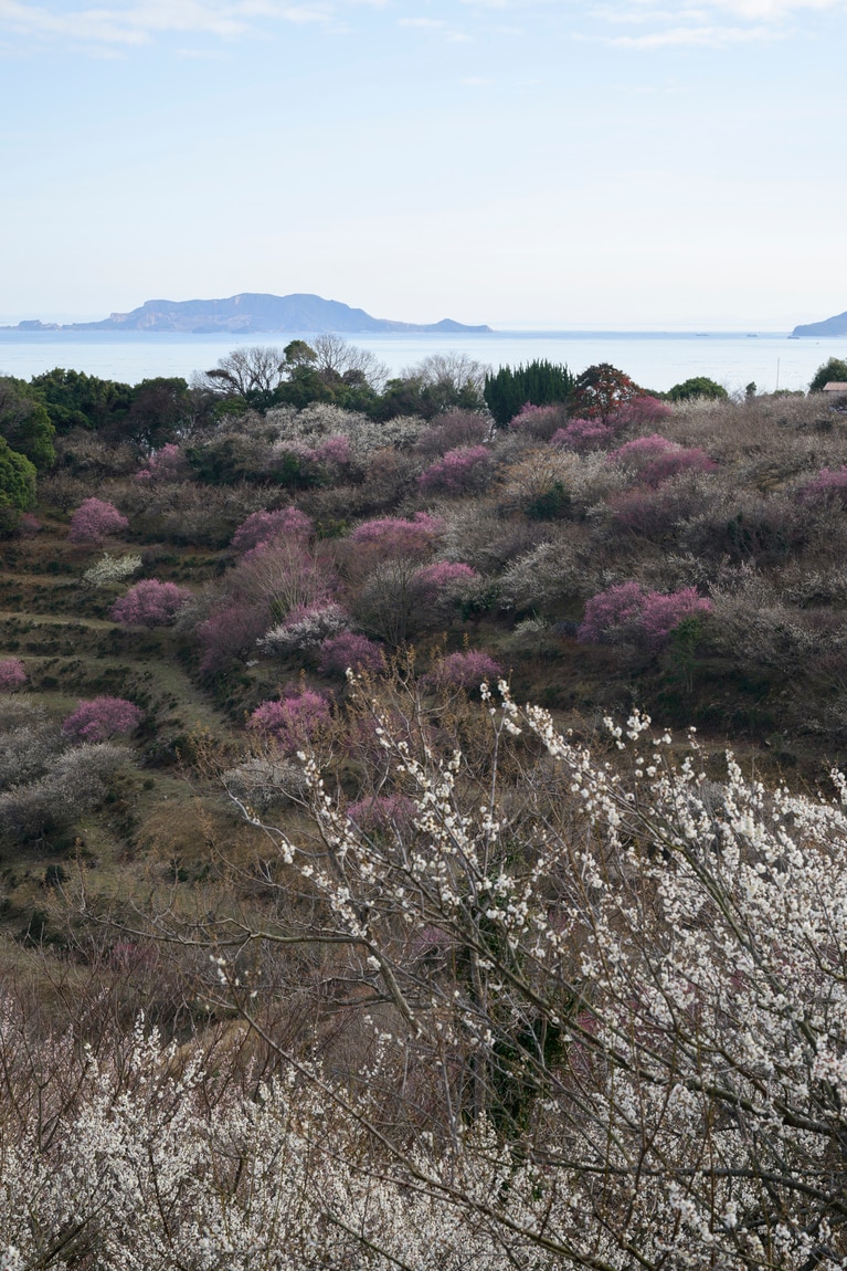 《早春の絶景散歩》紅白の梅の先には瀬戸内海、園内には古墳も！西日本随一の梅の名所「綾部山梅林」へ【兵庫県】