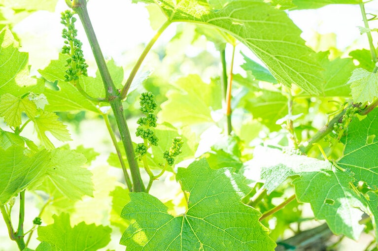 2日目は、八ヶ岳や南アルプス、富士山までを一望する「ドメーヌ ミエ・イケノ」でのストレッチからスタート。