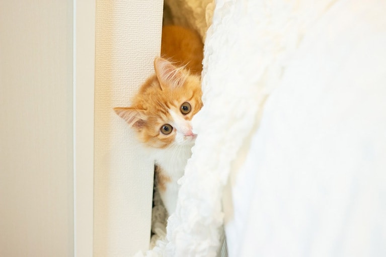 チャイ ♂ 0歳。いなくなった…！ と思って部屋中を探し回ったら、ベッドと壁の隙間から出てきたチャイさん。