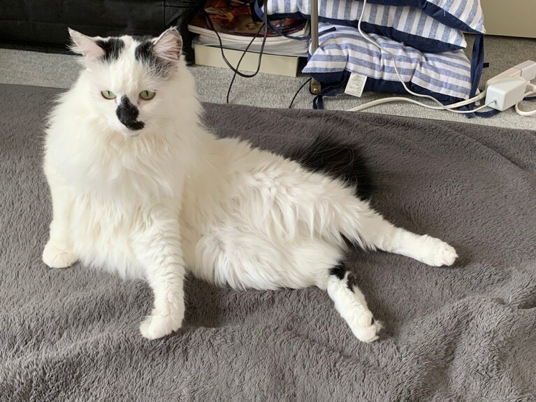 マーチ ♂ 推定5歳。写真は、ポーズがなんだか面白かわいかったので選びました。動画は帰宅時。毎日帰宅すると必ず出迎えてくれて、珪藻土マットの上で何度か寝返りをうちます（エスムラルダさん）