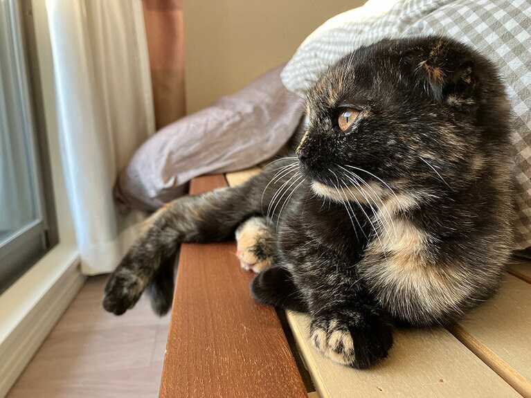 はるみ メス 5カ月。はるみちゃんは多頭飼育崩壊からのレスキュー猫ちゃんです！ 我が家に来てから2週間たたないけど、かなりリラックスモードの適応力！腕を組んで日向ぼっこをするはるみちゃんです！（やすこさん）。