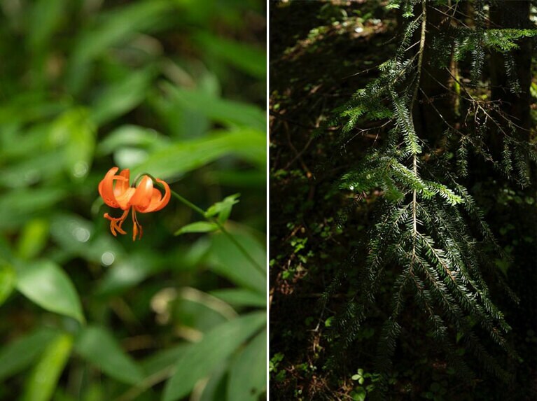 左はクルマユリ。茎に輪生する葉を車輪に見立てたことで名付けられたそう。右はシラビソ。葉をこするとレモングラスのような香りがし、血圧低下や心拍を落ち着かせる効果があると言われている。