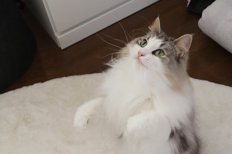 ポム メス 6歳。おもちゃで遊んでいる時に撮影した写真です。おもちゃが欲しくて両手をあげてアピールしていました（さくらさん）。