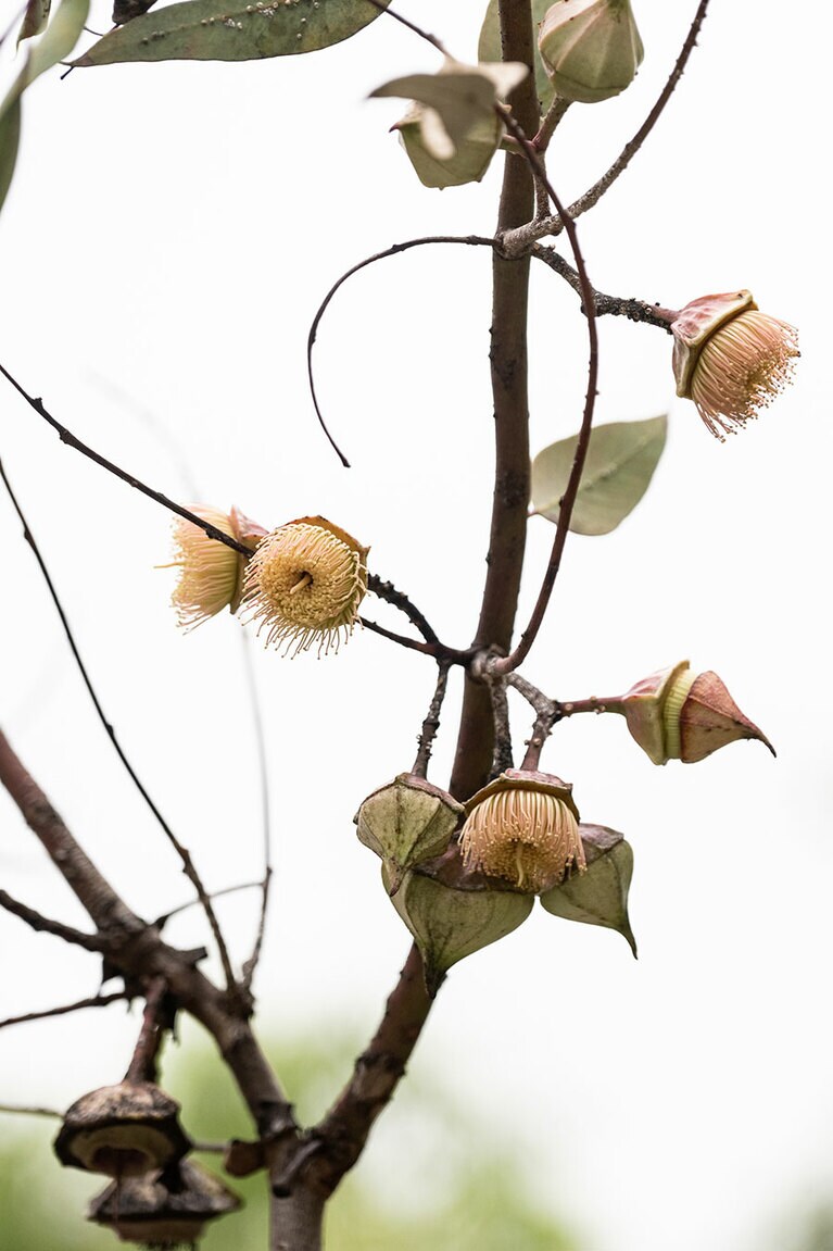 キングスパーク。