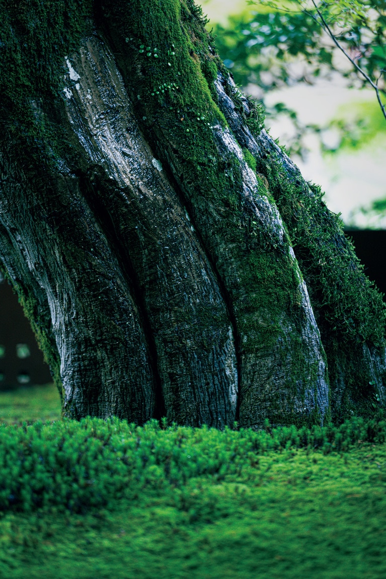 「星のや京都」の前身は明治創業の旅館。当時植えられた木々が大切に残されている。
