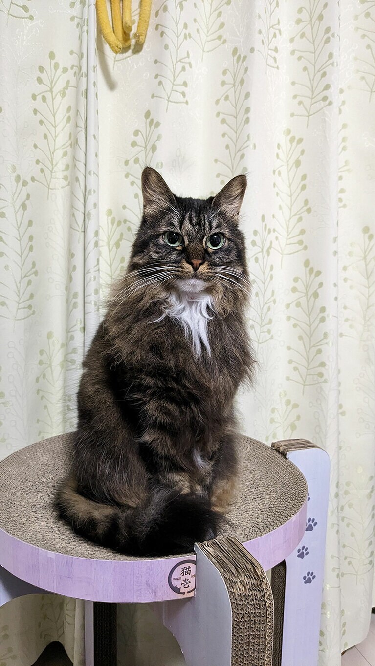 しめじ ♀ 5歳。にっこりしているような表情が撮れました。