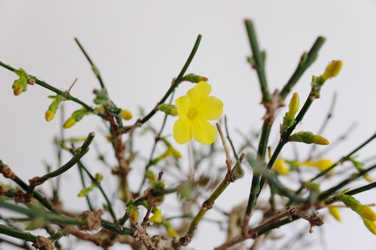 可愛らしい黄色い花を咲かせる。