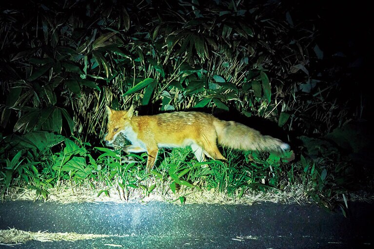 「ピッキオ知床」のナイトツアーで、ネズミをくわえたキタキツネに遭遇。すぐさま、子どもたちに食べさせていた。